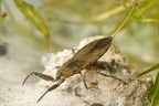 Nepidae (Skorpionswanzen)