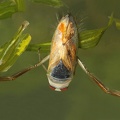 Notonecta glauca  Gemeine R  ckenschwimmer 5 2