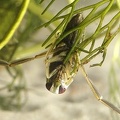 Notonecta viridis 1 2v