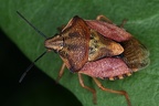 Carpocoris purpureipennis 2 2