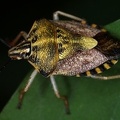 Carpocoris purpureipennis 6 2