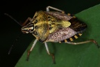 Pentatomidae (Baumwanzen)