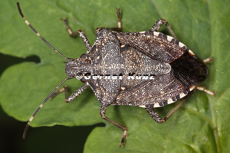 Halyomorpha_halys__Marmorierte_Baumwanze_1_2.jpg