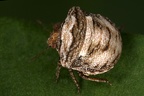 Vilpianus galii 1 2