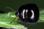 Plataspidae (Kugelwanzen)