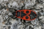Pyrrhocoridae (Feuerwanzen)