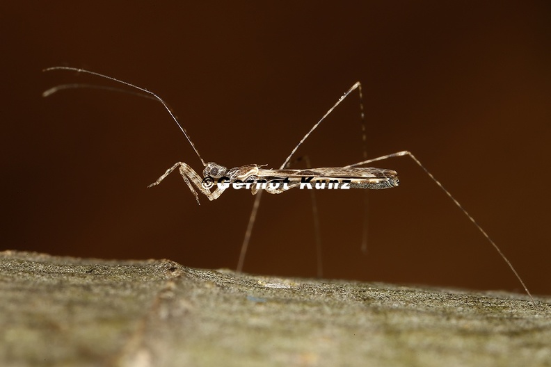 Empicoris_culiciformis_M2_2.jpg