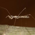Empicoris culiciformis M2 2