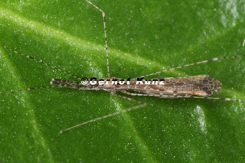 Empicoris vagabundus 1 2