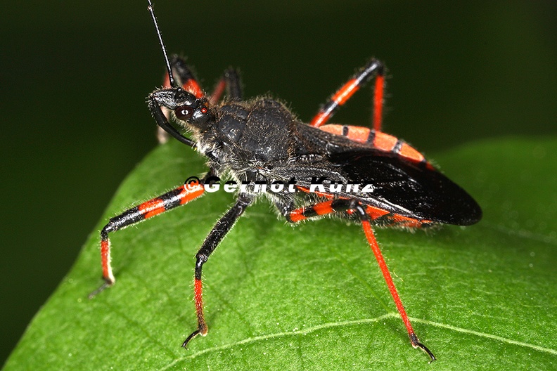 Rhinocoris_annulatus__Geringelte_Raubwanze_9_2.jpg