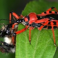 Rhynocoris iracundus  Rote Mordwanze 2 2