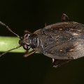 Salda littoralis 5 3