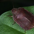 Eurygaster cf  dilaticollis W4 2