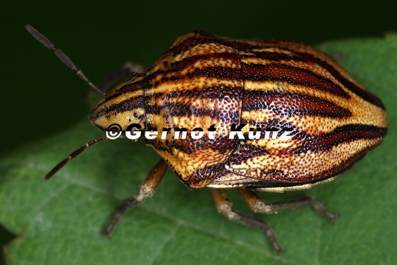Odontotarsus purpureolineatus  Harlekinwanze 1 2