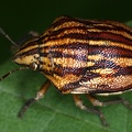 Odontotarsus purpureolineatus  Harlekinwanze 1 2