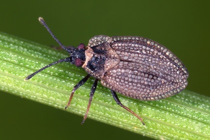 Acalypta nigrina 1 2