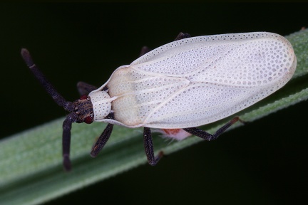 Catoplatus carthucianus 3 2v