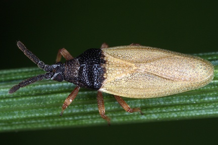 Catoplatus horvathi 1 2