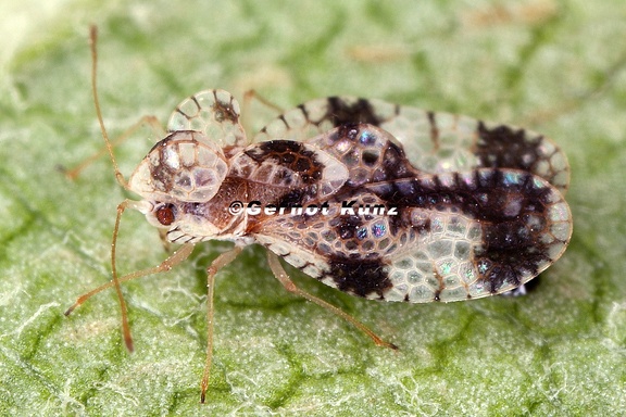 Corythucha arcuata  Eichennetzwanze 9 2
