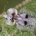 Corythucha ciliata  Platanennetzwanze 1 2v