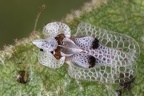Corythucha ciliata  Platanennetzwanze 1 2v