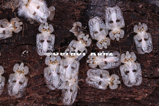 Corythucha ciliata  Platanennetzwanze 5 2v