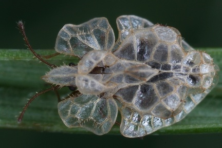 Hyalochiton komaroffii Mb3 2