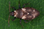 Oncochila scapularis1 2