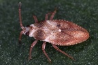 Oncochila simplex 1 2
