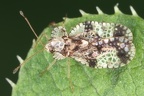 Stephanitis takeyai2 2