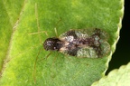 Stephanitis takeyai  Andromeda-Netzwanze 8 2