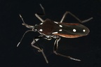 Veliidae (Bachläufer)