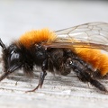 Andrena fulva  Rotpelzige Sandbiene 1 2