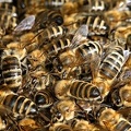 Apis mellifera  Honigbiene 4 2