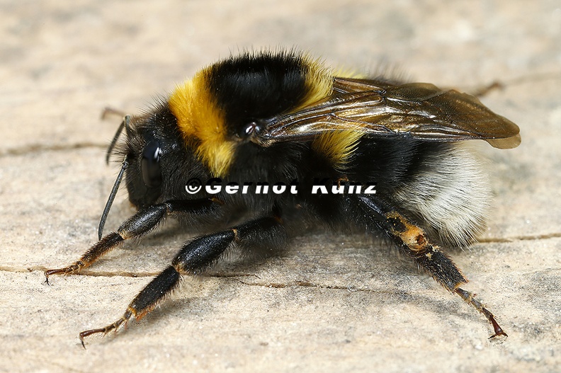 Bombus_hortorum__Gartenhummel_1_2.jpg
