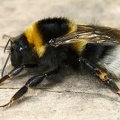 Bombus hortorum  Gartenhummel 1 2