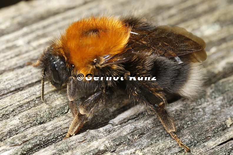Bombus_hypnorum__Baumhummel_K1_2.jpg