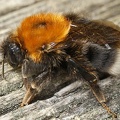 Bombus hypnorum  Baumhummel K1 2