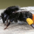 Bombus lapidarius  Steinhummel W1 2