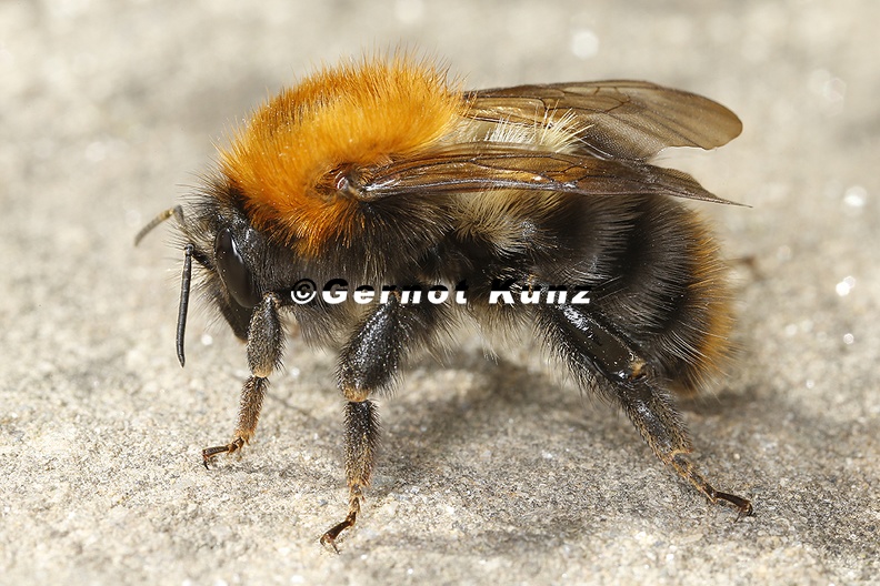 Bombus_pascuorum__Ackerhummel_2_2.jpg