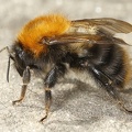 Bombus pascuorum  Ackerhummel 2 2