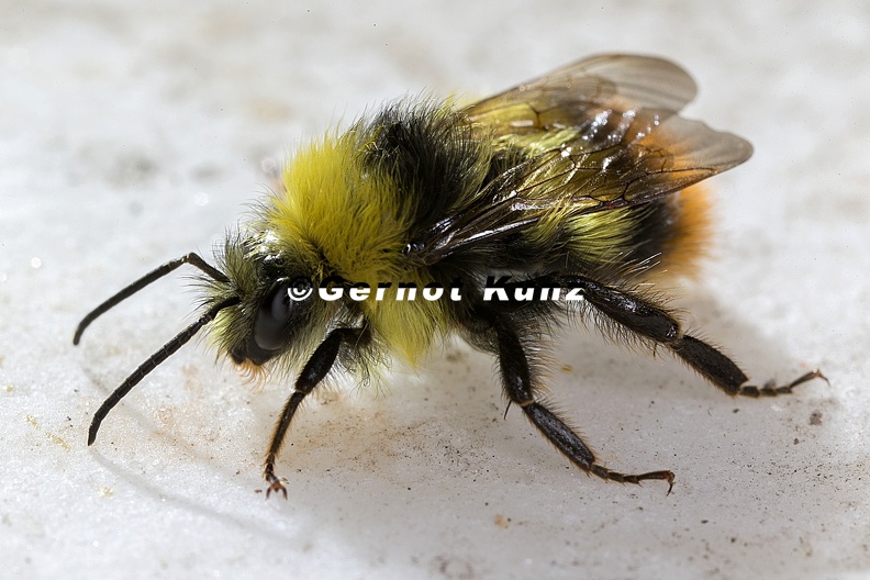 Bombus_pratorum3_2.jpg