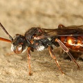 Nomada flavoguttata  Glebfleckige Wespenbiene W1 2