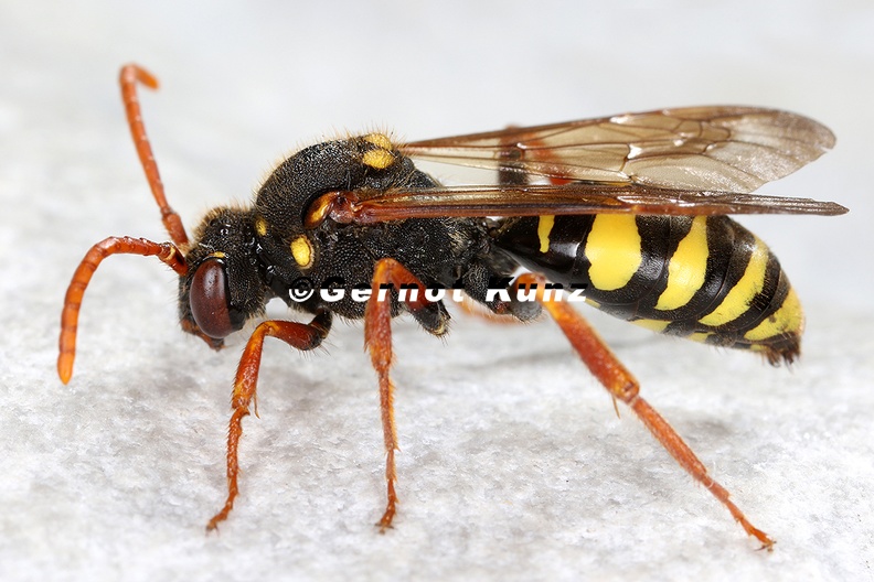 Nomada_marshamella_1_2.jpg