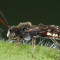 Nomada sp  42 2