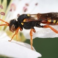 Nomada sp  8 2