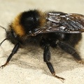 Psithyrus barbutellus