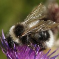 Psithyrus barbutellus  B  rtige Kuckuckshummel 1 2