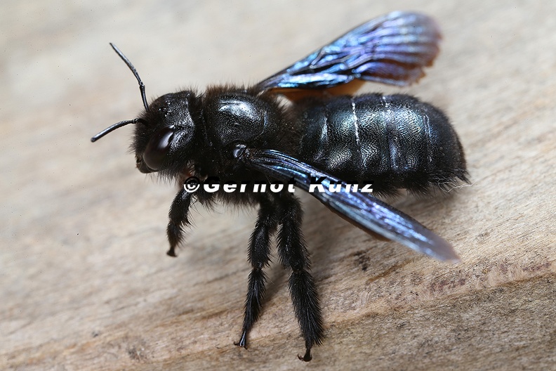 Xylocopa_iris__Kleine_Holzbiene_2_2.jpg