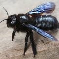 Xylocopa iris  Kleine Holzbiene 2 2